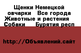 Щенки Немецкой овчарки - Все города Животные и растения » Собаки   . Бурятия респ.